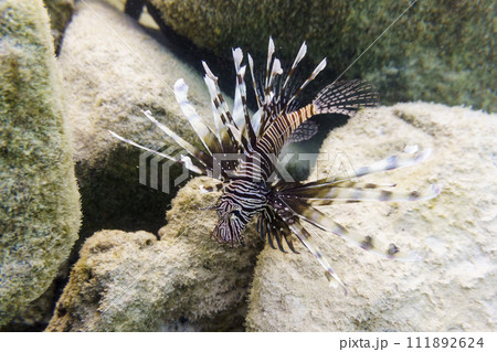 Lionfish (Pterois mombasae). Scorpaenidae - beautiful and dangerous sea fish on Maldives island. Tropical and coral sea wildelife. Beautiful underwater world. Underwater photography. Lionfish (Pterois mombasae). Scorpaenidae - beautiful and dangerous sea fish on Maldives island. Tropical and coral sea wildelife. Beautiful underwater world. Underwater photography. 111892624