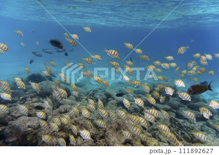 Coral Reef and Tropical Fish on Maldives island. Tropical and coral sea wildelife. Beautiful underwater world. Underwater photography. 111892627