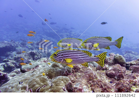 Oriental Sweetlips fish (Plectorhinchus vittatus) in the coral reef of Maldives island. Tropical and coral sea wildelife. Beautiful underwater world. Underwater photography. Oriental Sweetlips fish (Plectorhinchus vittatus) in the coral reef of Maldives island. Tropical and coral sea wildelife. Beautiful underwater world. Underwater photography. 111892642