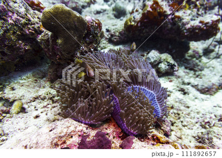 Clown Anemonefish (Amphiprion percula) and sea anemone in the coral reef of Maldives island. Tropical and coral sea wildelife. Beautiful underwater world. Underwater photography. 111892657