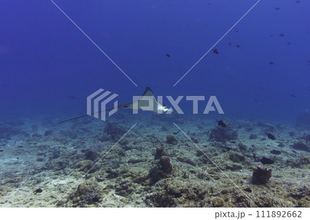 Spotted eagle ray in the coral reef of Maldives island. Tropical and coral sea wildelife. Beautiful underwater world. Underwater photography. 111892662