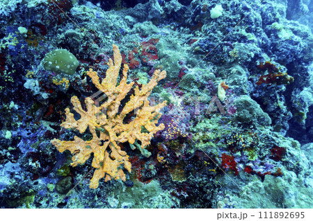 Coral Reef and Tropical Fish on Maldives island. Tropical and coral sea wildelife. Beautiful underwater world. Underwater photography. Coral Reef and Tropical Fish on Maldives island. Tropical and coral sea wildelife. Beautiful underwater world. Underwater photography. 111892695