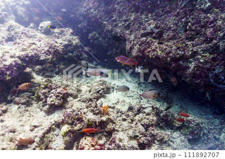 Coral Reef and Tropical Fish on Maldives island. Tropical and coral sea wildelife. Beautiful underwater world. Underwater photography. Coral Reef and Tropical Fish on Maldives island. Tropical and coral sea wildelife. Beautiful underwater world. Underwater photography. 111892707