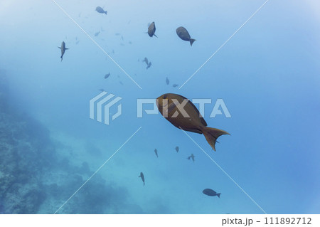 Surgeon fish in the coral reef of Maldives island. Tropical and coral sea wildelife. Beautiful underwater world. Underwater photography. Surgeon fish in the coral reef of Maldives island. Tropical and coral sea wildelife. Beautiful underwater world. Underwater photography. 111892712
