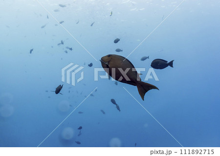 Surgeon fish in the coral reef of Maldives island. Tropical and coral sea wildelife. Beautiful underwater world. Underwater photography. Surgeon fish in the coral reef of Maldives island. Tropical and coral sea wildelife. Beautiful underwater world. Underwater photography. 111892715