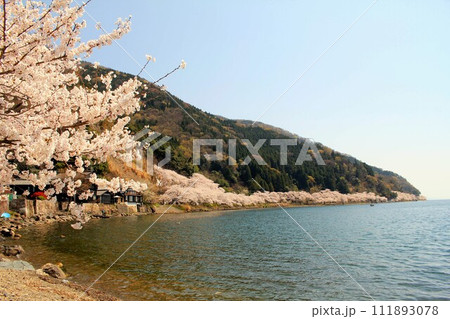 海津大崎と桜 海津大崎と桜 111893078