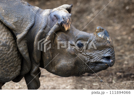 インドサイ 111894066