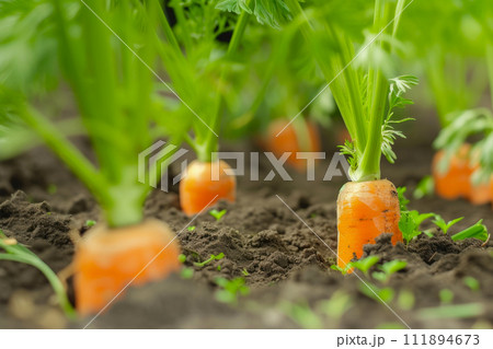 Organic Carrots Flourishing in Rich Soil 111894673