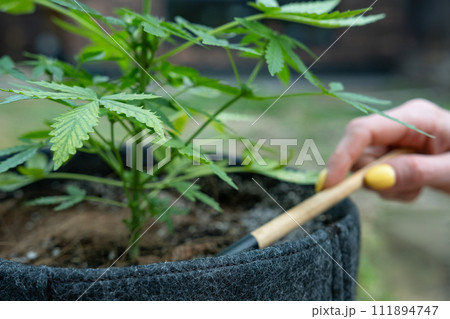 Close up on hand with a garden tool takes care of a hemp bush. Illegal marijuana cultivation 111894747