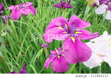 庭に咲く菖蒲の花 庭に咲く菖蒲の花 111895211