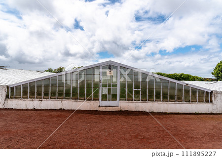Pineapple plantation in a Greenhouse at Sao Miguel island of the Azores.. Portugal 111895227