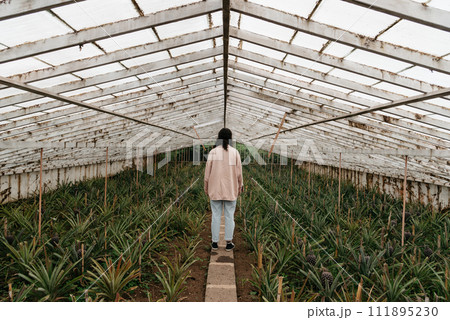 Rear view of young adult inside a pineapple Greenhouse in plantation at Sao Miguel island Rear view of young adult inside a pineapple Greenhouse in plantation at Sao Miguel island 111895230