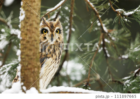 Short-eared Owl, Asio flammeus, sitting on the spruce tree. Bird on the tree. in snowy winter. 111897665