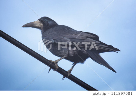 Close up view of a common raven Corvus corax 111897681