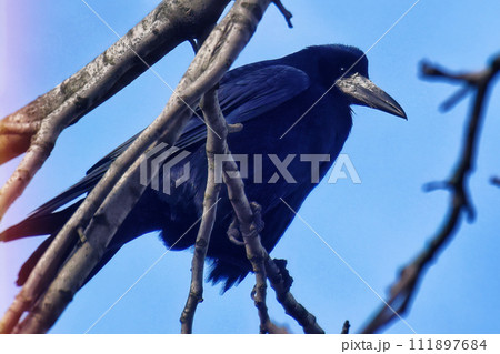 Close up view of a common raven Corvus corax Close up view of a common raven Corvus corax 111897684