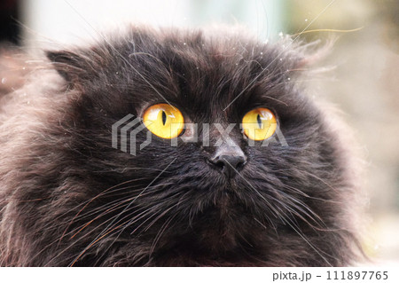 Close up of a black cat on the grass in the back yard 111897765