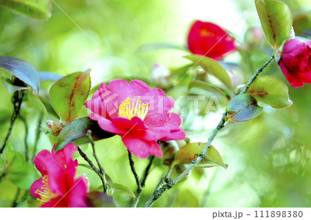 近所で見た山茶花 111898380