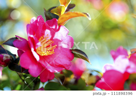 近所で見た山茶花 111898396