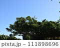空とガジュマル 111898696