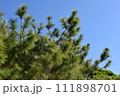 琉球松 111898701