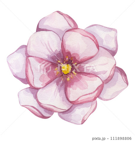 Pink magnolia flower. Blooming peony floral clipart. Hand drawn watercolor illustration isolated on white background. Botanical element for wedding invitation, save the date, greeting design Pink magnolia flower. Blooming peony floral clipart. Hand drawn watercolor illustration isolated on white background. Botanical element for wedding invitation, save the date, greeting design 111898806