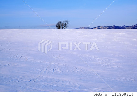北海道 美瑛町 親子の木 北海道 美瑛町 親子の木 111899819