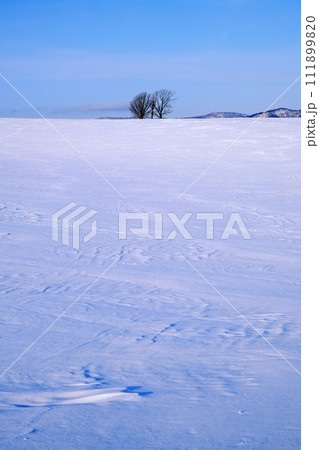 北海道 美瑛町　親子の木 111899820