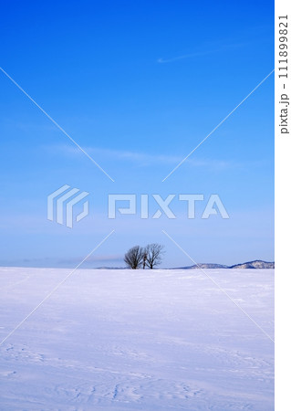 北海道 美瑛町　親子の木 111899821