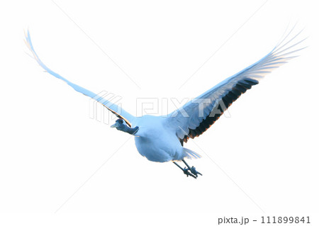 飛んでいる鶴 111899841