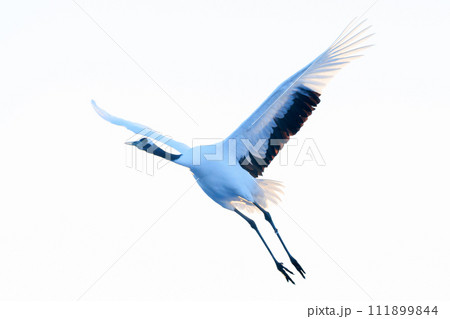 飛んでいる鶴 111899844