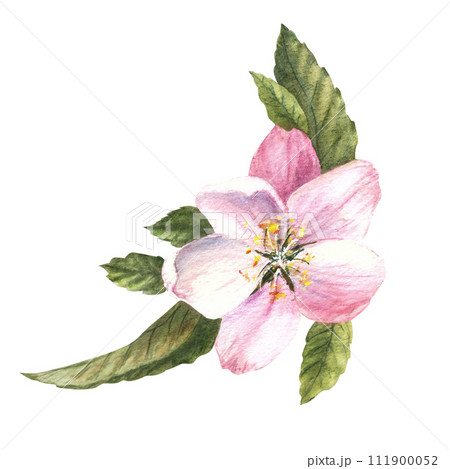 Blooming apple, pear, cherry or rose hip blossom branch, flowers and leaves. Hand drawn springtime botanical illustration for wedding, invitations, birthday, postcard print. Isolated white background 111900052