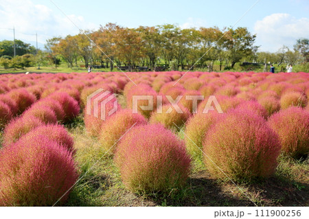 可愛いコキア　紅葉 111900256