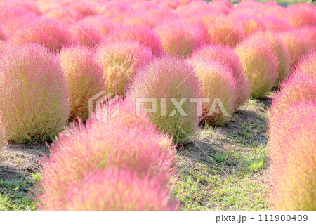 可愛いコキア　ピンクの紅葉 111900409