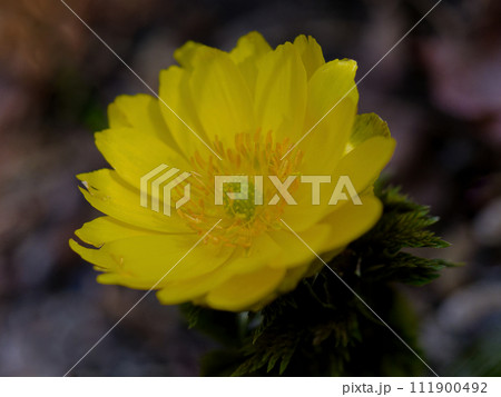 早春の黄色い花 福寿草開花 早春の黄色い花 福寿草開花 111900492