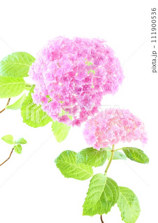 ピンク色のアジサイ　密で細かい八重咲　明るい背景 111900536