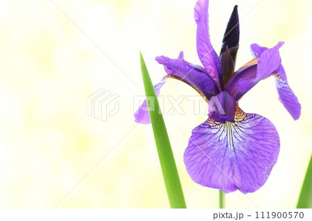 アヤメ　紫色の花　日本的な容姿　明るい背景 111900570