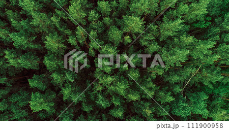 Forest background green lush pine tree crowns Forest background green lush pine tree crowns 111900958