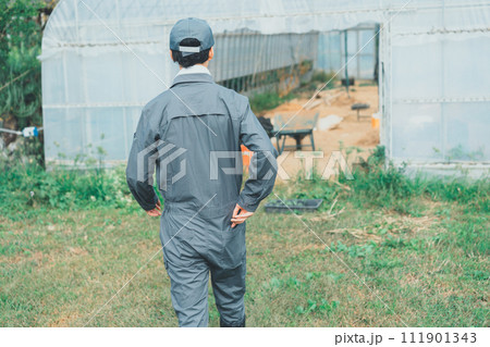vegetable field vegetable field 111901343