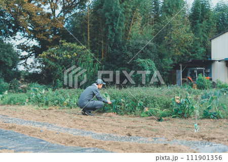 vegetable field 111901356