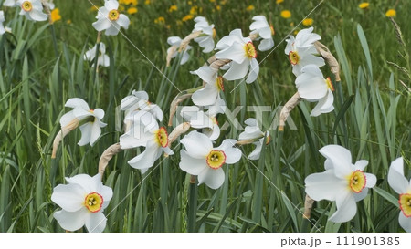 White daffodil flowers grow in a meadow. 111901385