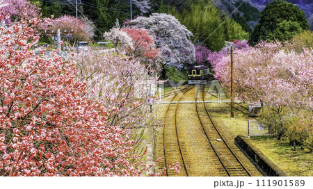 花桃咲き誇る鉄道 花桃咲き誇る鉄道 111901589