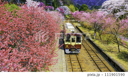 花桃咲き誇るわたらせ渓谷鉄道 花桃咲き誇るわたらせ渓谷鉄道 111901590
