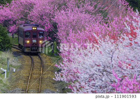 桃の花咲くわたらせ渓谷列車 桃の花咲くわたらせ渓谷列車 111901593