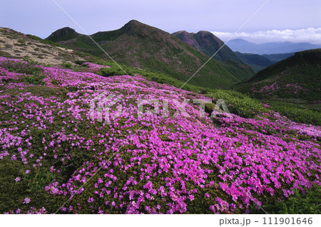 九重　ミヤマキリシマ 111901646
