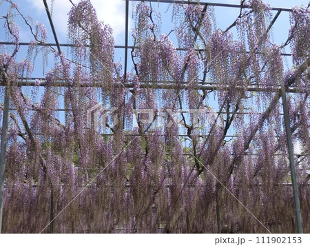 美しい満開の藤の花 美しい満開の藤の花 111902153