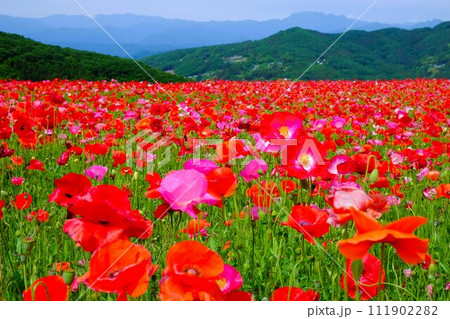 埼玉県秩父郡皆野町と東秩父村にある秩父高原牧場に広がる天空のポピー畑 111902282
