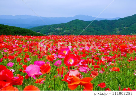 埼玉県秩父郡皆野町と東秩父村にある秩父高原牧場に広がる天空のポピー畑 111902285