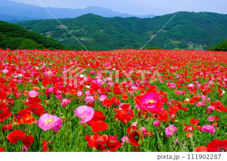 埼玉県秩父郡皆野町と東秩父村にある秩父高原牧場に広がる天空のポピー畑 埼玉県秩父郡皆野町と東秩父村にある秩父高原牧場に広がる天空のポピー畑 111902287