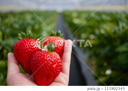 真っ赤で大きく甘いイチゴ 真っ赤で大きく甘いイチゴ 111902343