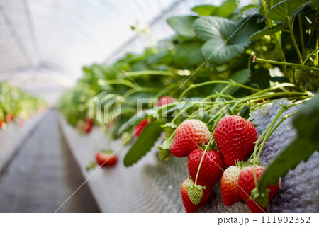 美味しいイチゴを取り放題 いちご狩り 美味しいイチゴを取り放題 いちご狩り 111902352